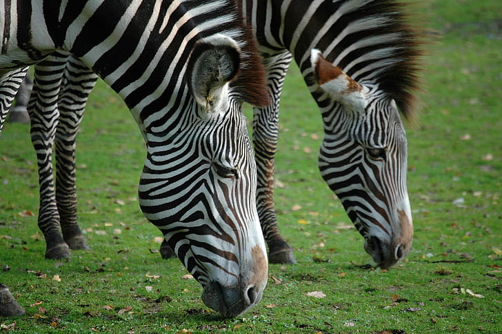 iki zebra yeme çimen, zebra, Zebra, yeme, çimen, Equus, safari, yaban hayatı, doğa, hayvanat bahçesi, vahşi, memeli, siyah beyaz, sıyrık, yeşil, çift, desen, Bağımlılık, Hayvan Gezegen, Bravo, çizgili, hayvan, afrika, safari Hayvanlar, hayvanlar Vahşi doğada, siyah Renkli, savana, at Aile, düz, açık havada, kenya, vahşi Alan, doğu Afrika, yaban hayatı Koruma alanı, beyaz, HD masaüstü duvar kağıdı