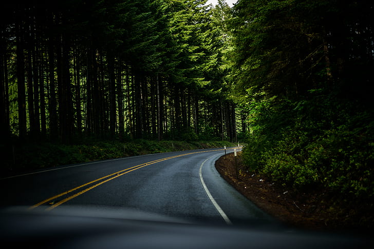 غابة ، طريق ، طريق سريع ، نباتات ، طبيعة ، أشجار ، أوريغون ، الولايات المتحدة الأمريكية ، منحنية، خلفية HD