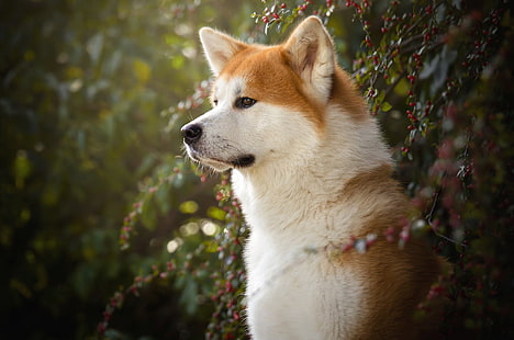 Hundar, Shiba Inu, hund, husdjur, HD tapet HD wallpaper