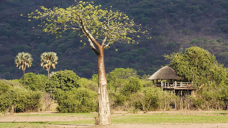 tree, national park, africa, liwonde, malawi, landscape, HD wallpaper