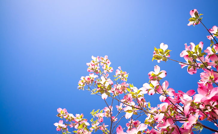 розовый лепестковый цветок, кизил, цветение, ветки, зеленый, небо, HD обои