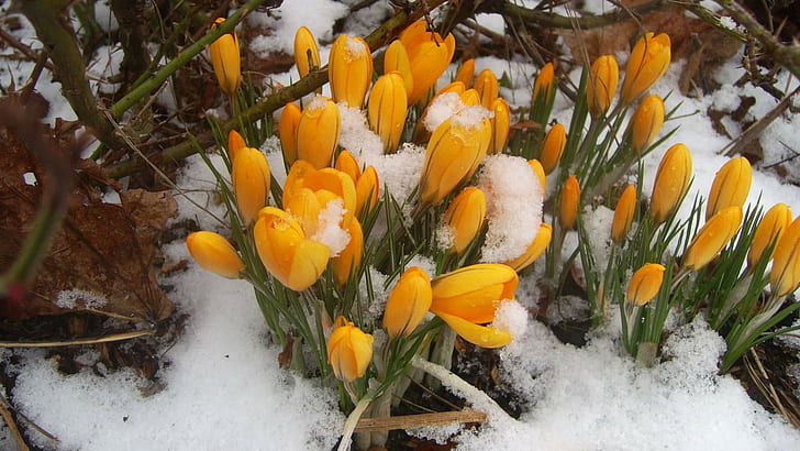 Croco arancione nella neve, fiori gialli, fiori, 1920x1080, croco, Sfondo HD