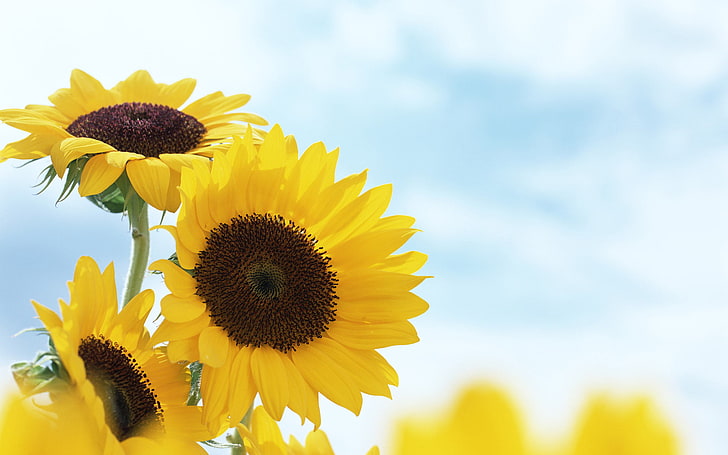 노란 해바라기 꽃, 여름, 해바라기, 꽃, 노랑, 흐림, HD 배경 화면