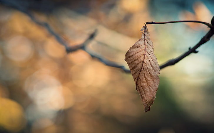 коричневый лист, селективный фокус фотография засохших листьев, природа, макро, HD обои