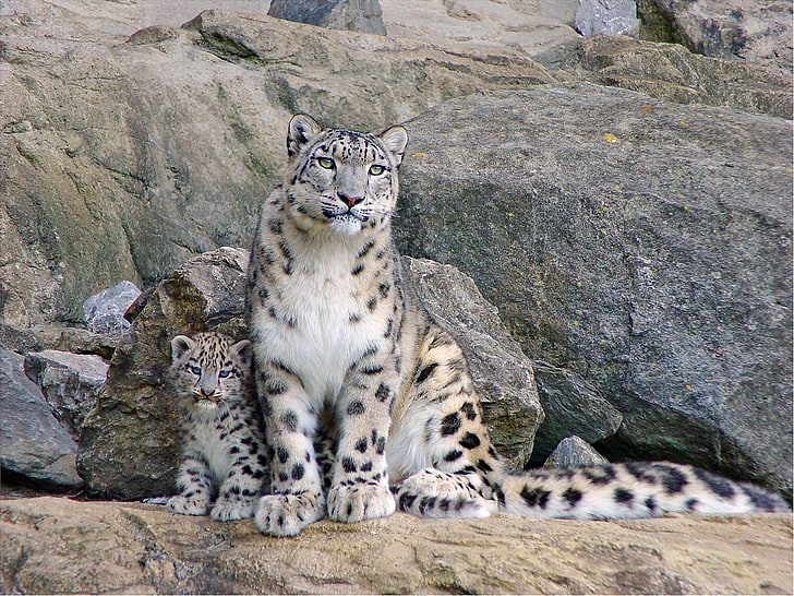 два коричневых леопарда и детеныш, снежные барсы, скалы, пар, детеныш, HD обои