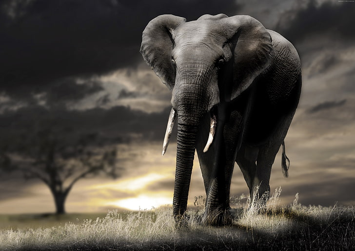 Elefante, sabana, puesta de sol, nubes, Fondo de pantalla HD