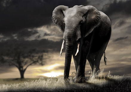 Elefante, sabana, puesta de sol, nubes, Fondo de pantalla HD HD wallpaper