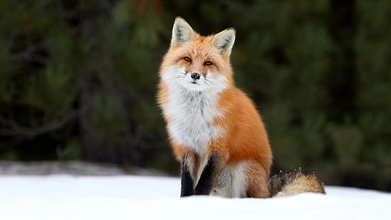 лисица, зима, седене, дива природа, диво животно, сняг, HD тапет HD wallpaper