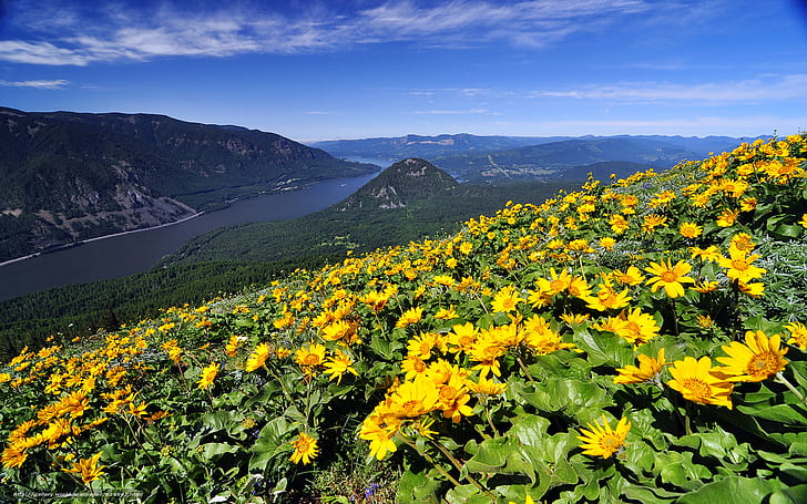 ABD'de Köpek Dağ Columbia River Gorge Kır ÇiçekleriWashington Eyaleti Harika Masaüstü Hd Duvar Kağıdı 1920 × 1200, HD masaüstü duvar kağıdı