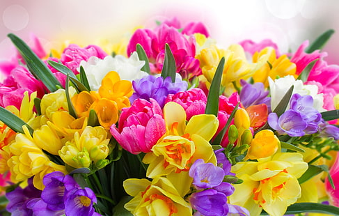 Tulpen, Narzissen, Freesien, HD-Hintergrundbild HD wallpaper