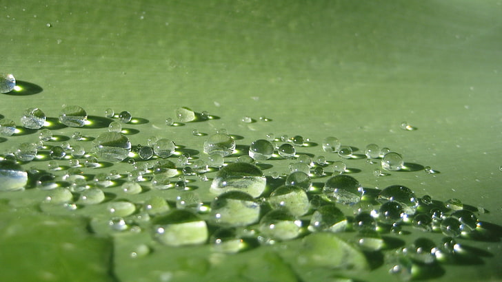 gotas de agua clara, gotas de agua, macro, verde, agua, Fondo de pantalla HD