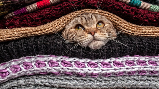 коричневый полосатый кот, животные, кошка, домашнее животное, голова, свитер, шерсть, HD обои HD wallpaper