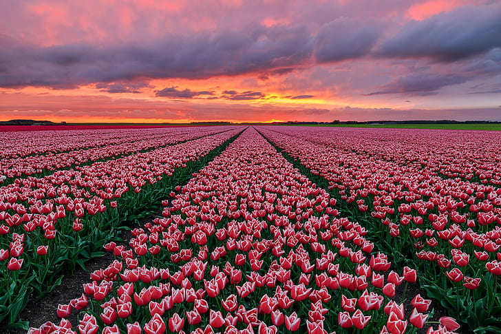 花、チューリップ、フィールド、自然、オランダ、ピンクの花、日没、 HDデスクトップの壁紙