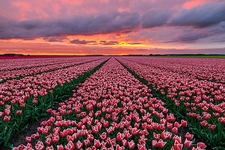 Цветы, тюльпан, поле, природа, Нидерланды, розовый цветок, закат, HD обои HD wallpaper