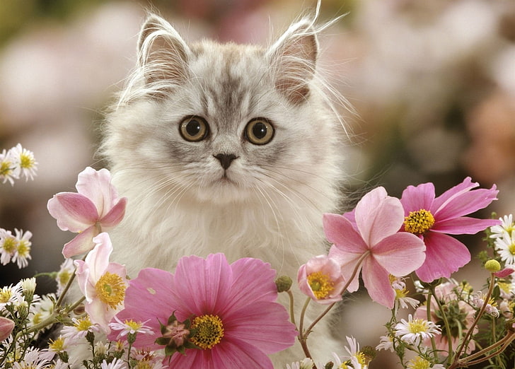 猫、猫、ペット、ピンクの花、凝視、白い花、 HDデスクトップの壁紙