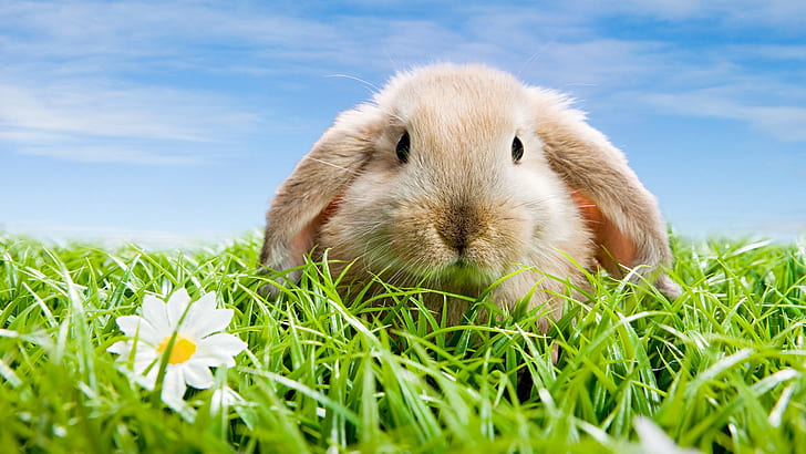 귀여운 토끼, 귀여운, 토끼, HD 배경 화면