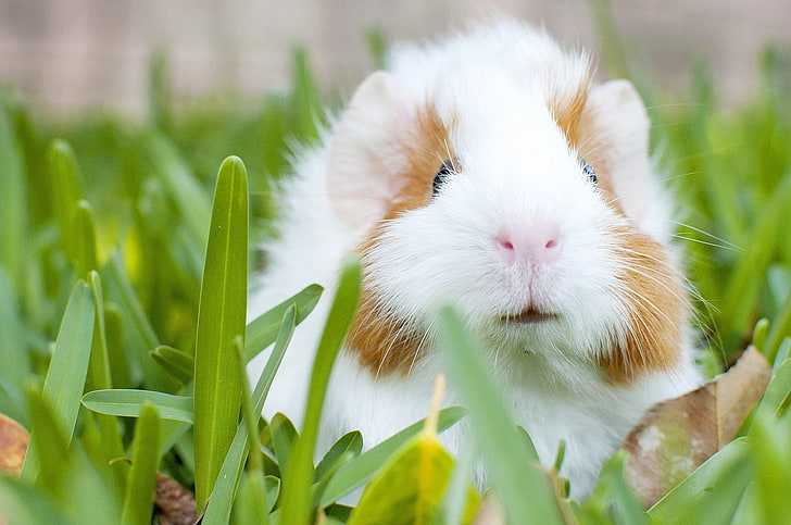 white and brown hamster, guinea pig, muzzle, rodent, grass, HD wallpaper