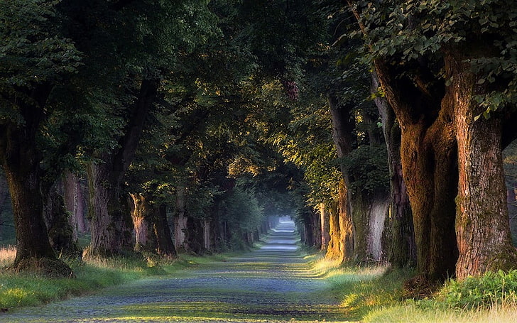 ธรรมชาติภูมิทัศน์ต้นไม้อุโมงค์หญ้าถนนฤดูใบไม้ผลิเยอรมนี, วอลล์เปเปอร์ HD