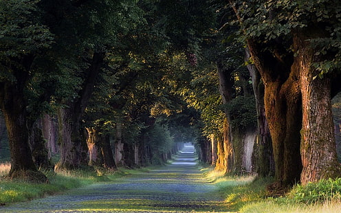 natur, landschaft, bäume, tunnel, gras, straße, frühling, deutschland, HD-Hintergrundbild HD wallpaper