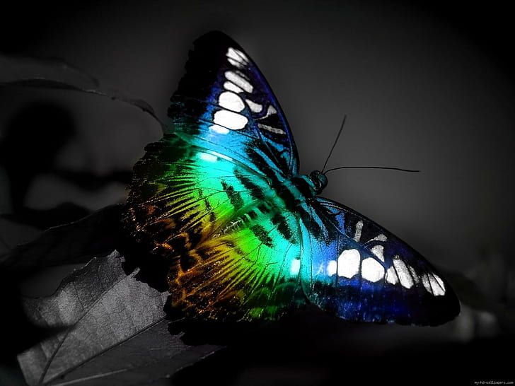 Papillon fluo sur fond noir et blanc, papillon bleu vert et noir, papillon, animal, arc en ciel, fluo, Fond d'écran HD