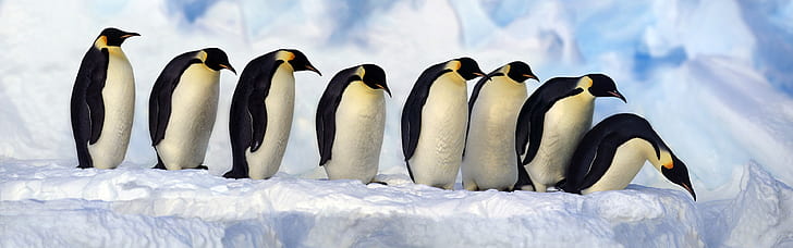 Emperor Penguins, Antarctica, snow, cold, Emperor, Penguins, Antarctica, Snow, Cold, HD wallpaper