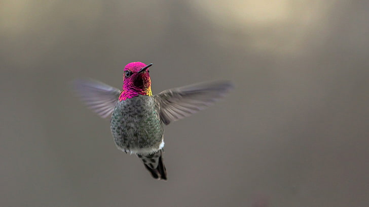 birds, hummingbirds, animals, HD wallpaper