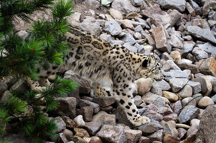 leopardo nublado adulto, gato, piedras, IRBIS, leopardo de las nieves, pino, Fondo de pantalla HD