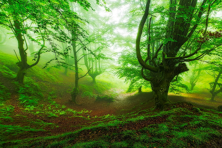 hutan, kabut, lereng, Spanyol, Basque Country, Wallpaper HD