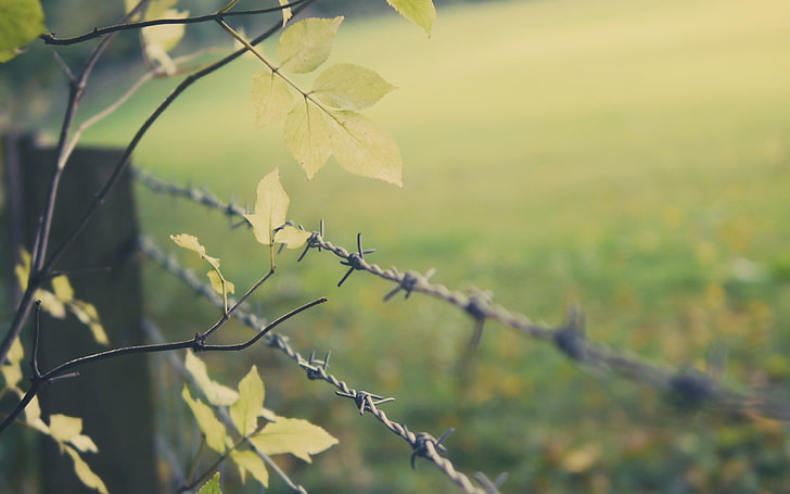 gray metal barbwire, green leafed plant, fence, depth of field, leaves, barbed wire, trees, branch, HD wallpaper