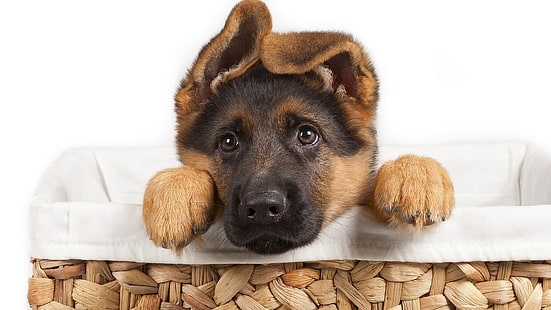 pastor alemán, perrito, lindo, perro, Fondo de pantalla HD HD wallpaper