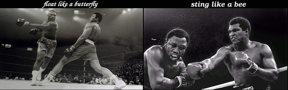 Muhammed Ali fotoğraf kolajı, Muhammed Ali, boks, spor, HD masaüstü duvar kağıdı HD wallpaper