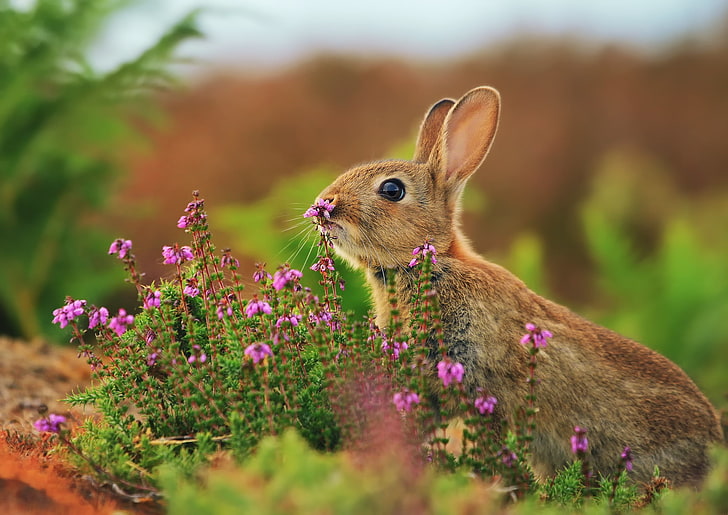 rabbit, grass, flowers, blur, HD wallpaper