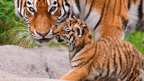tygrysek, młode, mama, tygrys, słodki, mały tygrys, duży kot, Tapety HD HD wallpaper