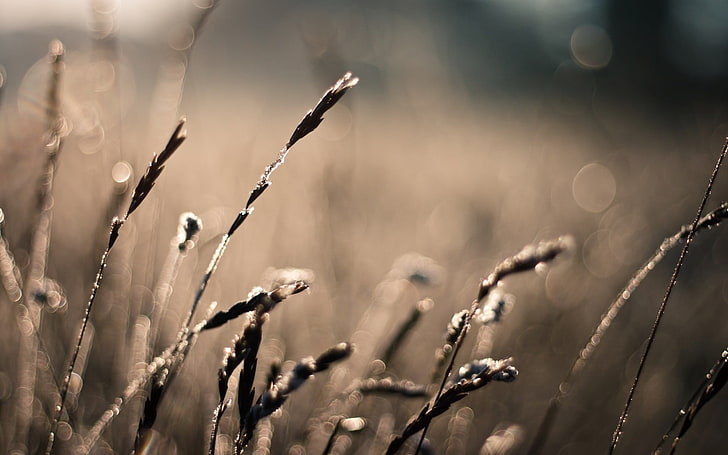 Geringe Tiefenschärfe Fotografie von Gras, Makrofotografie von Gras, Herbst, Schärfentiefe, Makro, Feld, Natur, HD-Hintergrundbild
