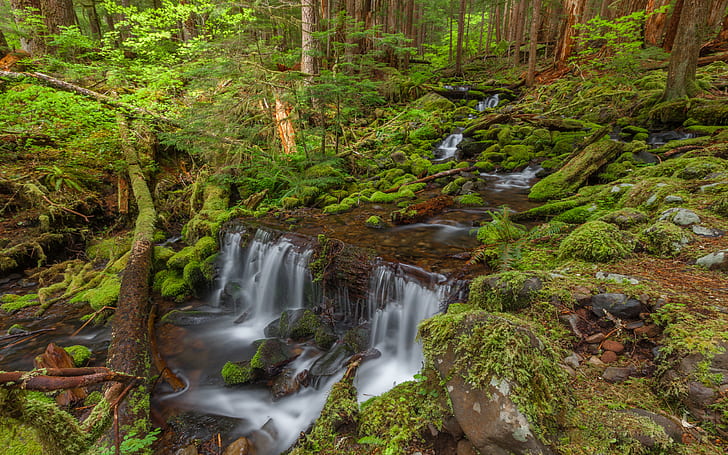 Stream Stones Green Moss Rainforest Olympic National Park Washington Usa Desktop Wallpaper Backgrounds Free Download 2560×1600, HD wallpaper