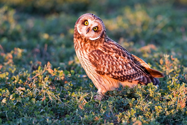 brown owl, owl, bird, grass, predator, look, HD wallpaper