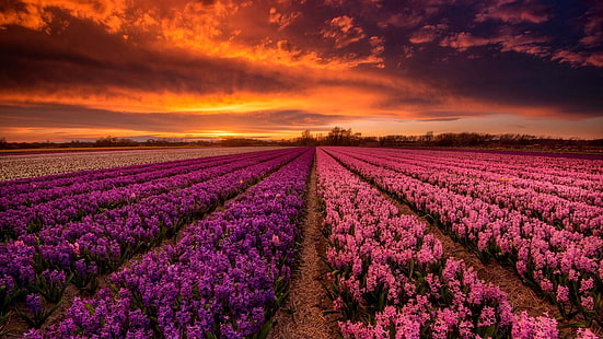 Chmura, pole kwiatowe, ue, Holandia, stolwijk, wiosna, gospodarstwo rolne, hiacyntowe pole, bollenveld, hiacynt, niebo, światło słoneczne, świt, farma hiacyntów, czerwone niebo, pomarańczowe niebo, poświata, fioletowe kwiaty, kwiat, pole, Tapety HD HD wallpaper