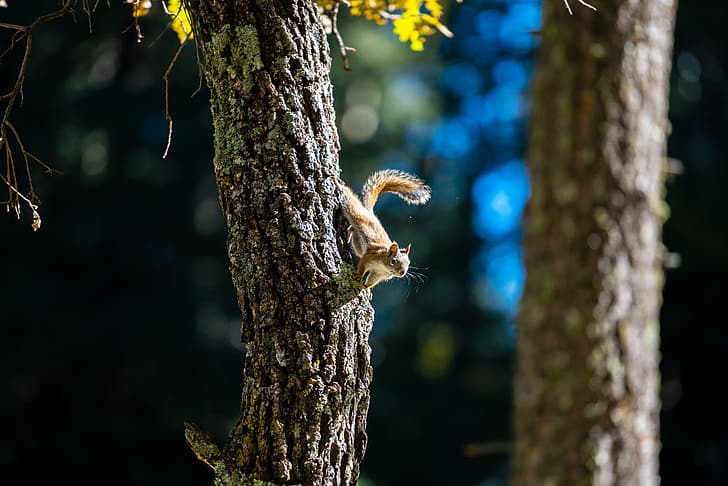 nature, squirrel, wildlife, tree bark, HD wallpaper