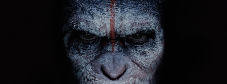 Amanhecer do Planeta dos Macacos 2014, papel de parede de chimpanzé cinza e preto, Filmes, Outros filmes, Filme, ficção científica, 2014, Koba, Amanhecer do Planeta dos Macacos, HD papel de parede