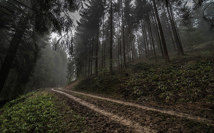 коричневый путь между деревьями, Германия, лес, дорога, туман, природа, пейзаж, деревья, утро, холмы, темнота, HD обои