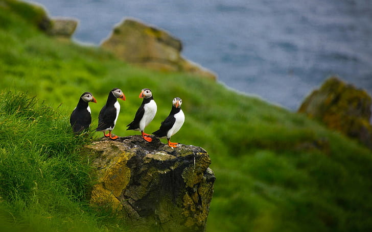 natureza, animais, papagaio-do-mar, profundidade de campo, pássaros, ilhas Faroé, pedra, pedras, HD papel de parede