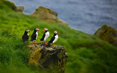 natureza, animais, papagaio-do-mar, profundidade de campo, pássaros, ilhas Faroé, pedra, pedras, HD papel de parede HD wallpaper