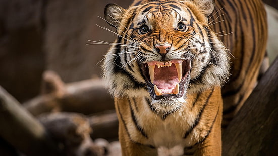tigre marrón, tigre, animales, Fondo de pantalla HD HD wallpaper