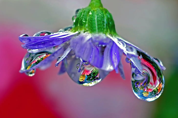 macrofotografia di un fiore viola con gocce d'acqua, vetro soffiato, lampadario, macrofotografia, fiore viola, acqua, gocce, bagnato, rifrazione, gocciola, primo piano, BRAVO, far cadere, natura, primo piano, macro, rugiada, goccia di pioggia, Sfondo HD