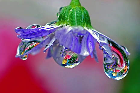 macro photography of a purple flower with water drops, blown glass, chandelier, macro photography, purple flower, water, drops, wet, refraction, drips, closeup, BRAVO, drop, nature, close-up, macro, dew, raindrop, HD wallpaper HD wallpaper