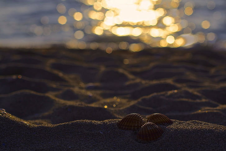 природа, фотография, макро, солнечный свет, песок, боке, вода, морская ракушка, HD обои