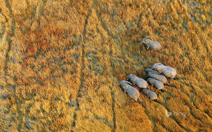 natur, landskap, slätter, djur, vilda djur, elefant, flygfoto, Botswana, fågelperspektiv, Bing, HD tapet