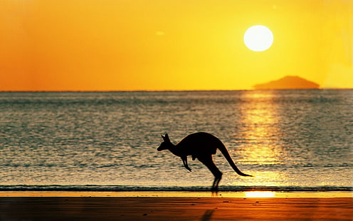 canguri, spiaggia, Australia, sole, cielo, animali, canguro rosso, Sfondo HD HD wallpaper