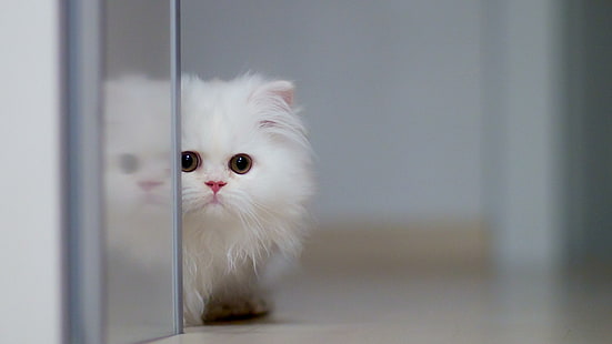 kitten, cat, animal, cute, fluffy, HD wallpaper HD wallpaper