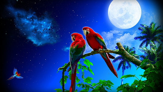 drzewo, para, niebo, natura, gwiazdy, gwiaździsta noc, nocne niebo, noc, światło księżyca, fantasy art, księżyc, organizm, gałąź, papuga, ara, ptak, pełnia księżyca, Tapety HD HD wallpaper